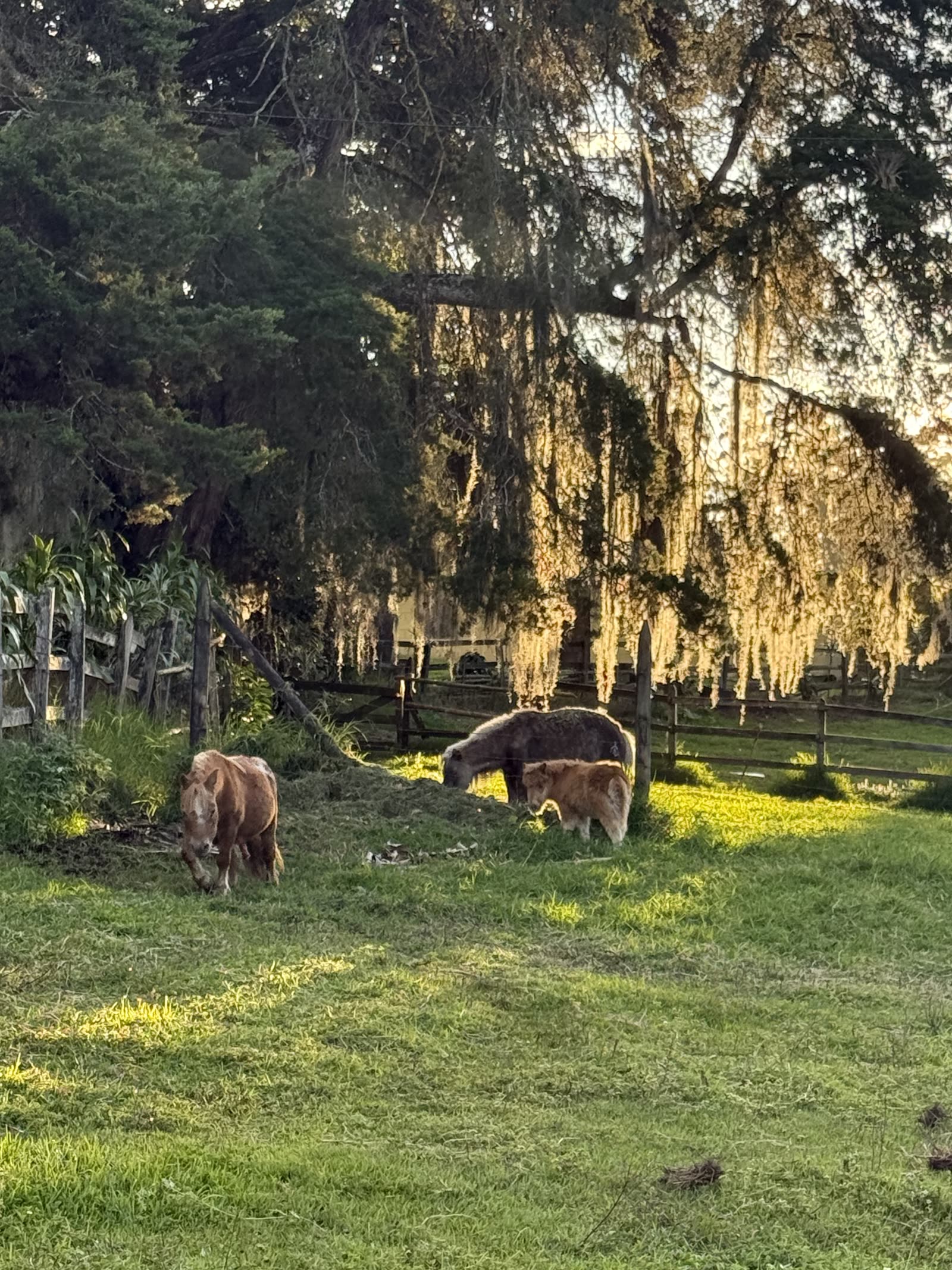 Caballos en los alrededores
